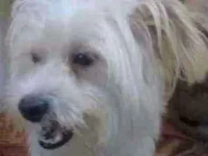 Cachorro raça Lhasa Apso (Mestiço) idade 1 ano nome Lucas Pequenino