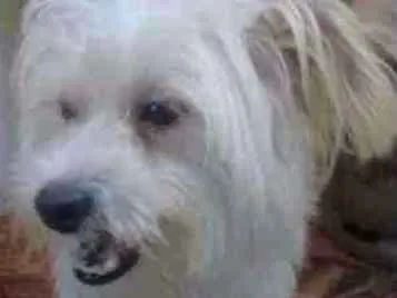 Cachorro ra a Lhasa Apso (Mestiço) idade 1 ano nome Lucas Pequenino