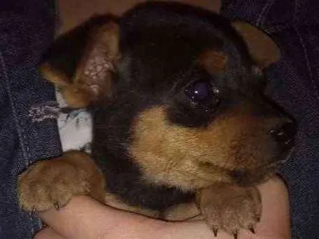 Cachorro ra a Srd idade 2 a 6 meses nome Nike