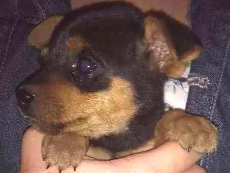 Cachorro ra a Srd idade 2 a 6 meses nome Nike