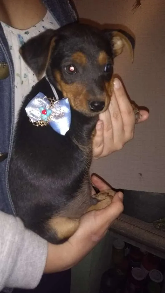 Cachorro ra a Srd idade 2 a 6 meses nome Nike