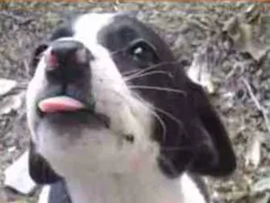 Cachorro raça  idade 2 a 6 meses nome Monica Bebezinha