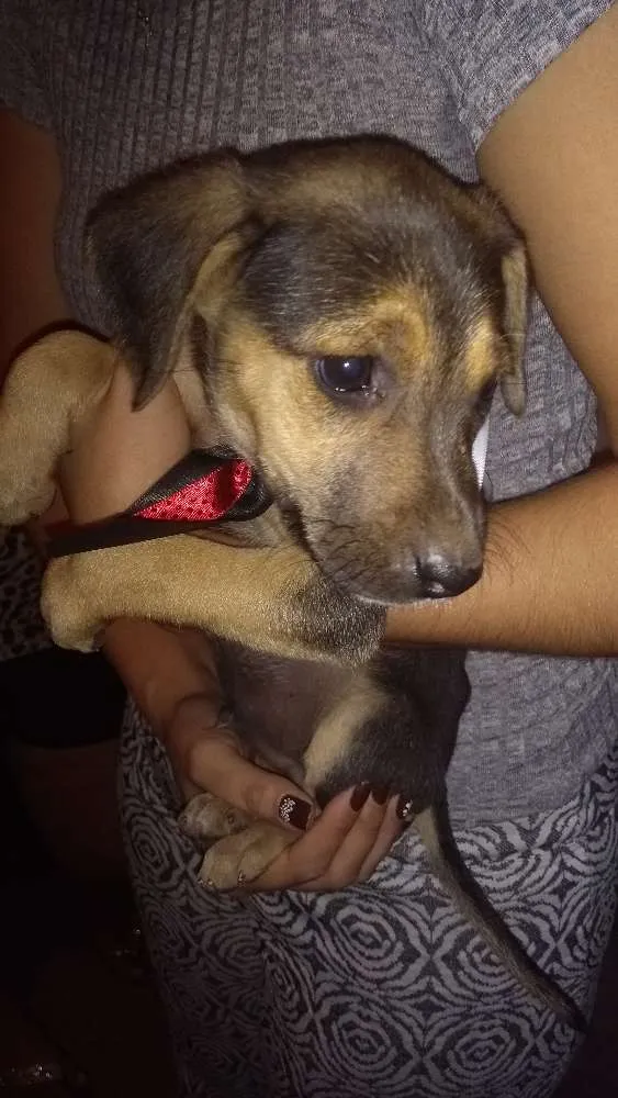 Cachorro ra a Srd idade 2 a 6 meses nome Maylon