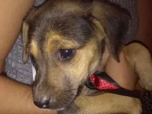 Cachorro raça Srd idade 2 a 6 meses nome Maylon