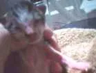 Gato raça Vira-Lata idade Abaixo de 2 meses nome Algodão