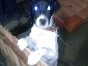 Cachorro raça virala misturado idade 2 a 6 meses nome mascara