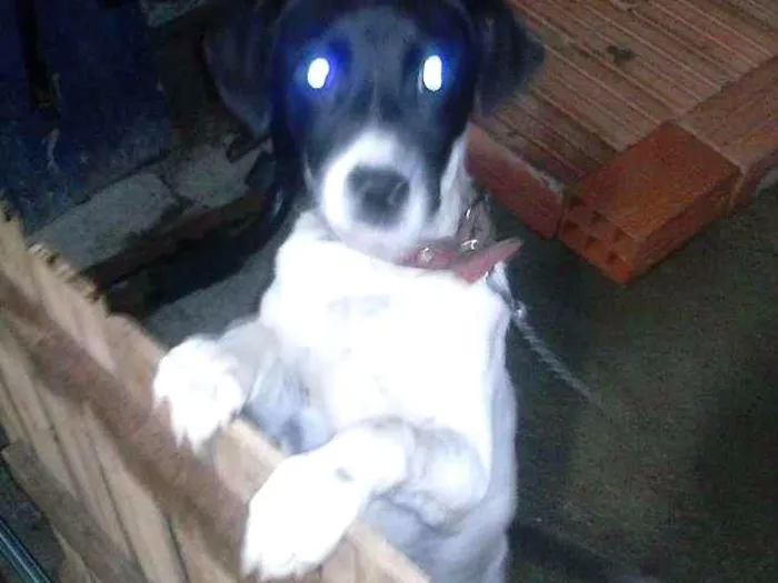 Cachorro ra a virala misturado idade 2 a 6 meses nome mascara