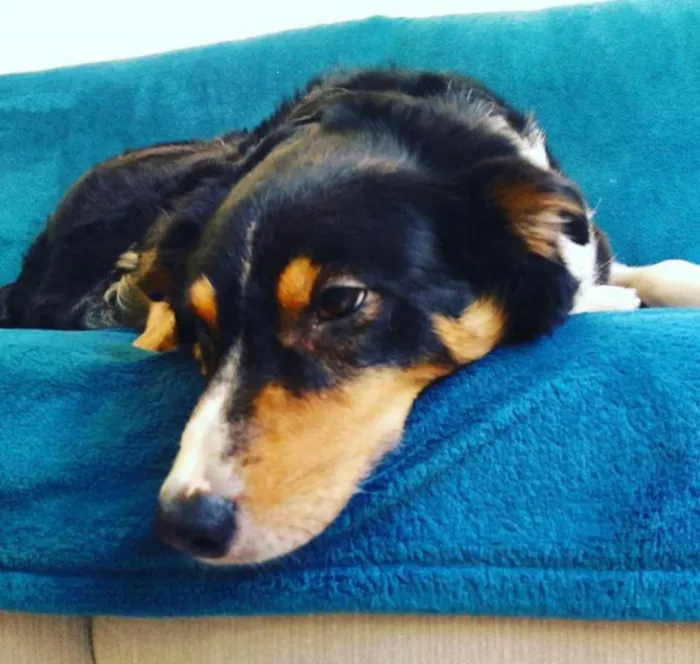 Cachorro ra a border collie idade 6 ou mais anos nome MALU