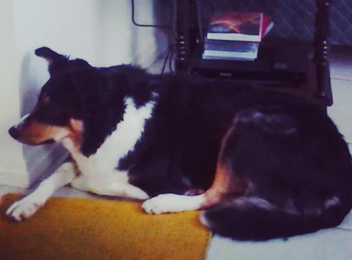Cachorro ra a border collie idade 6 ou mais anos nome MALU