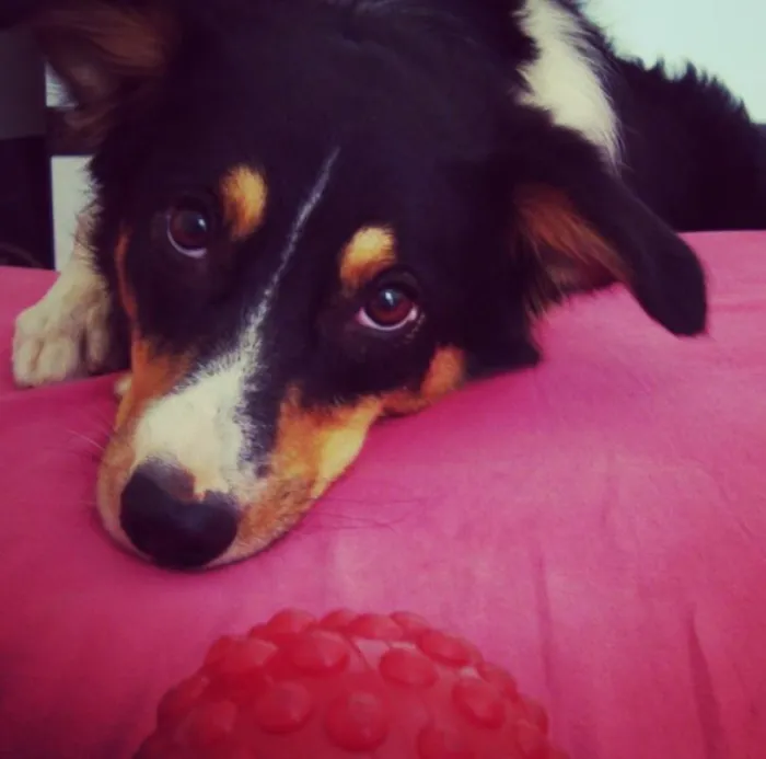 Cachorro ra a border collie idade 6 ou mais anos nome MALU