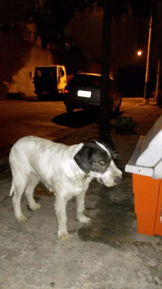 Cachorro ra a Srd idade 3 anos nome Não sei