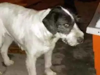 Cachorro ra a Srd idade 3 anos nome Não sei