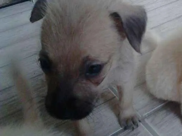 Cachorro ra a  idade Abaixo de 2 meses nome fofis