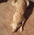 Maya e nayla