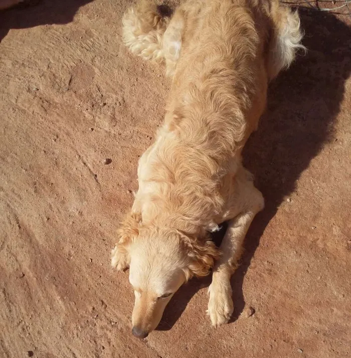 Cachorro raça Srd idade 1 ano nome Maya e nayla