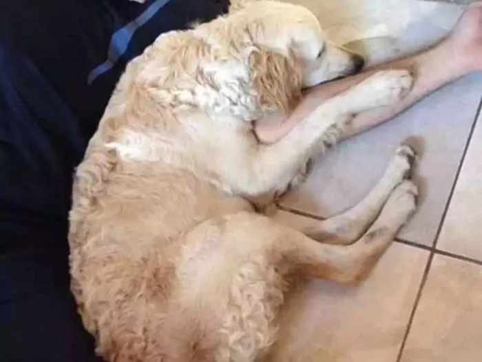 Cachorro raça Srd idade 1 ano nome Maya e nayla