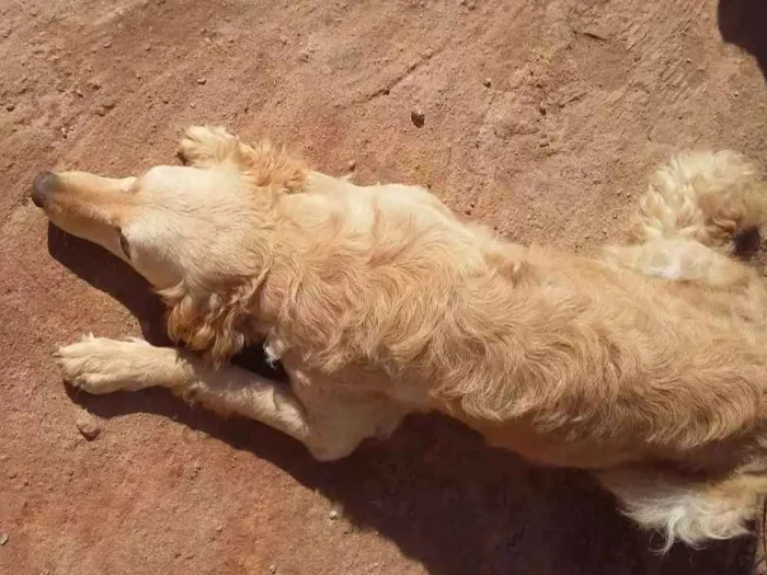 Cachorro raça Srd idade 1 ano nome Maya e nayla