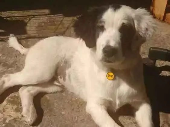 Cachorro ra a Sem raça idade 2 a 6 meses nome Oreo