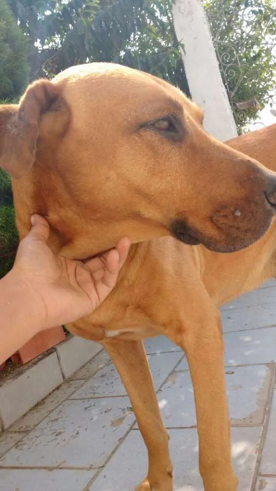 Cachorro ra a Sem raça idade 6 ou mais anos nome Hiro