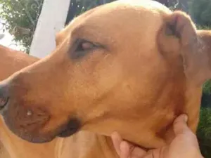 Cachorro raça Sem raça idade 6 ou mais anos nome Hiro