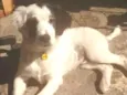 Oreo