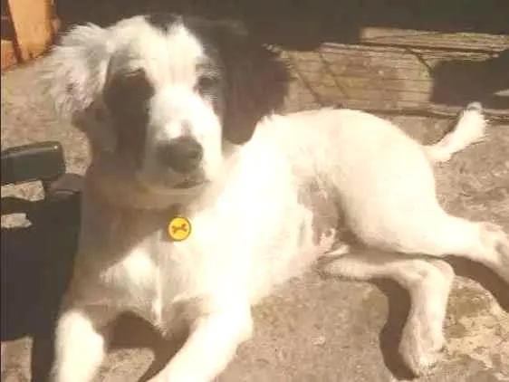 Cachorro ra a Sem raça idade 2 a 6 meses nome Oreo