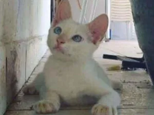 Gato raça  idade 2 a 6 meses nome DUCK