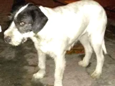 Cachorro ra a Srd idade 3 anos nome Não sei