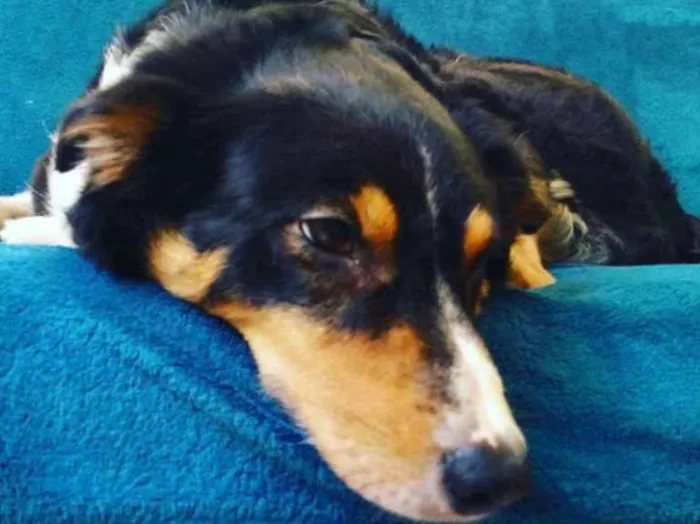 Cachorro ra a border collie idade 6 ou mais anos nome MALU