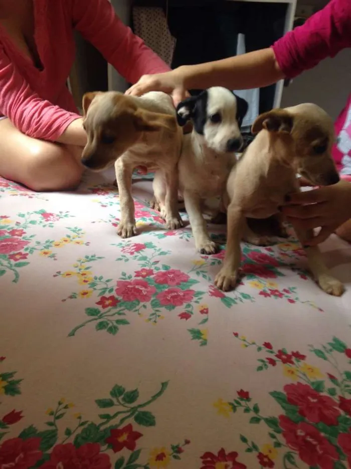 Cachorro ra a  idade 2 a 6 meses nome Não tem nome ainda