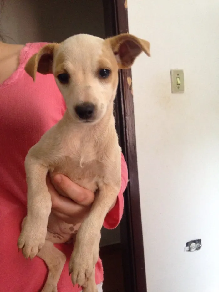 Cachorro ra a  idade 2 a 6 meses nome Não tem nome ainda