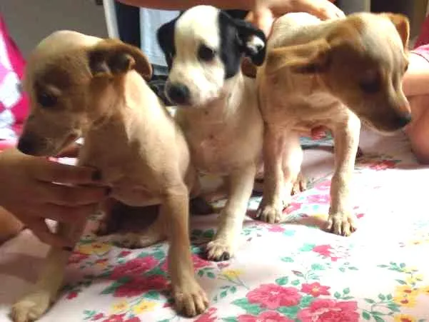 Cachorro ra a  idade 2 a 6 meses nome Não tem nome ainda