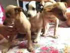 Cachorro raça  idade 2 a 6 meses nome Não tem nome ainda