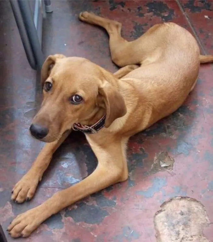 Cachorro ra a sds idade 7 a 11 meses nome Lord