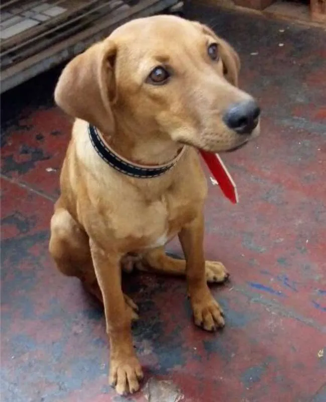 Cachorro ra a sds idade 7 a 11 meses nome Lord