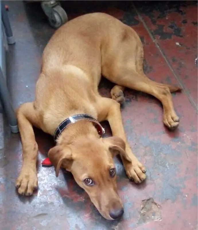 Cachorro ra a sds idade 7 a 11 meses nome Lord