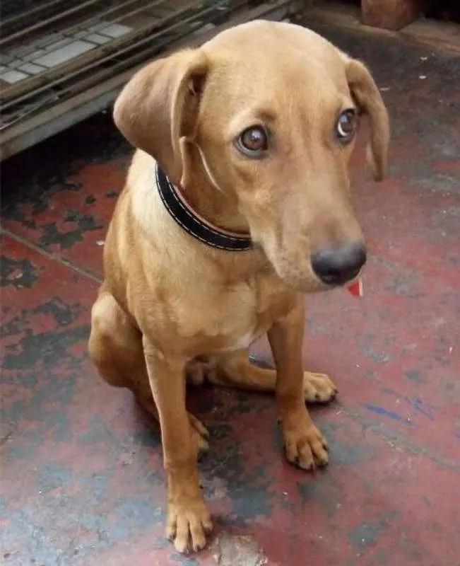 Cachorro ra a sds idade 7 a 11 meses nome Lord