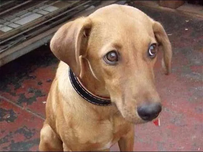 Cachorro ra a sds idade 7 a 11 meses nome Lord