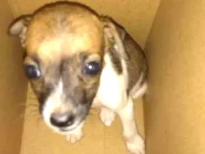 Cachorro raça Indefinida idade Abaixo de 2 meses nome Sem Nome
