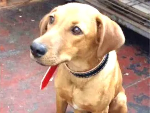 Cachorro raça sds idade 7 a 11 meses nome Lord