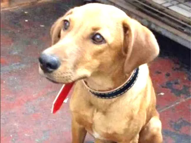 Cachorro ra a sds idade 7 a 11 meses nome Lord