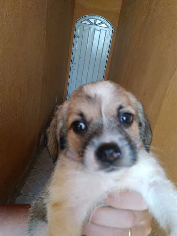Cachorro ra a Mestiço idade Abaixo de 2 meses nome Sem nome