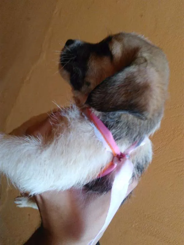 Cachorro ra a Mestiço idade Abaixo de 2 meses nome Sem nome