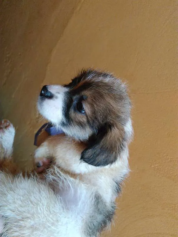 Cachorro ra a Mestiço idade Abaixo de 2 meses nome Sem nome