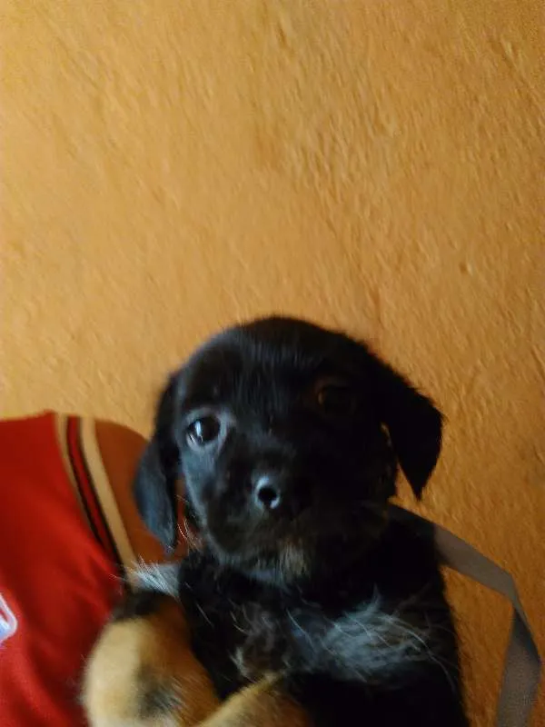 Cachorro ra a Mestiço idade Abaixo de 2 meses nome Sem nome