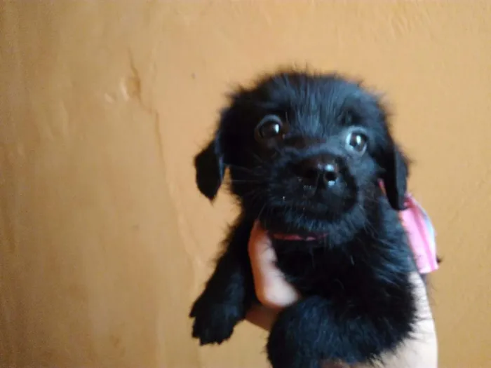 Cachorro ra a Mestiço idade Abaixo de 2 meses nome Sem nome