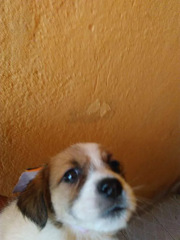 Cachorro ra a Mestiço idade Abaixo de 2 meses nome Sem nome