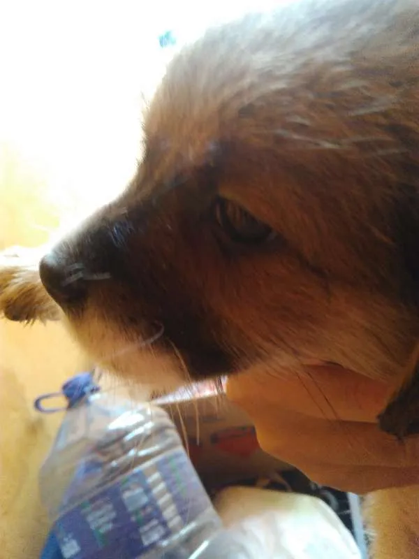 Cachorro ra a Mestiço idade Abaixo de 2 meses nome Sem nome