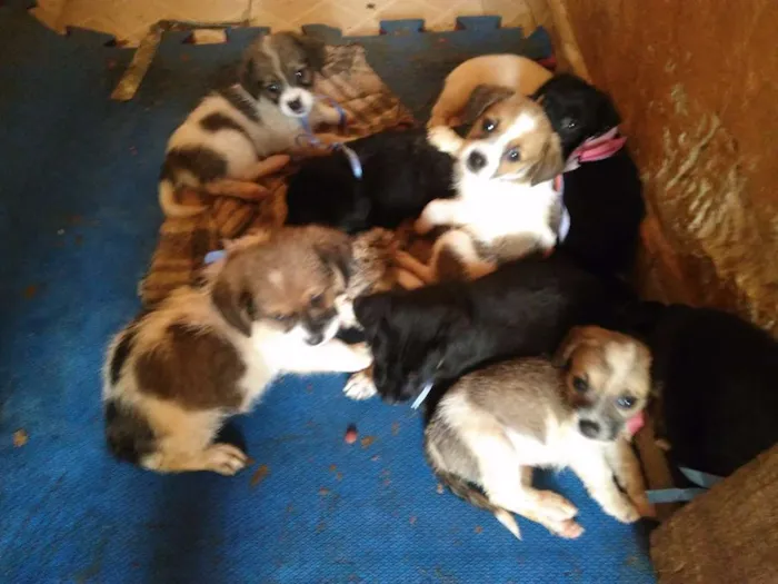 Cachorro ra a Mestiço idade Abaixo de 2 meses nome Sem nome