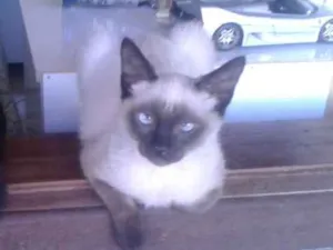 Gato raça Siamês idade 2 a 6 meses nome Angel